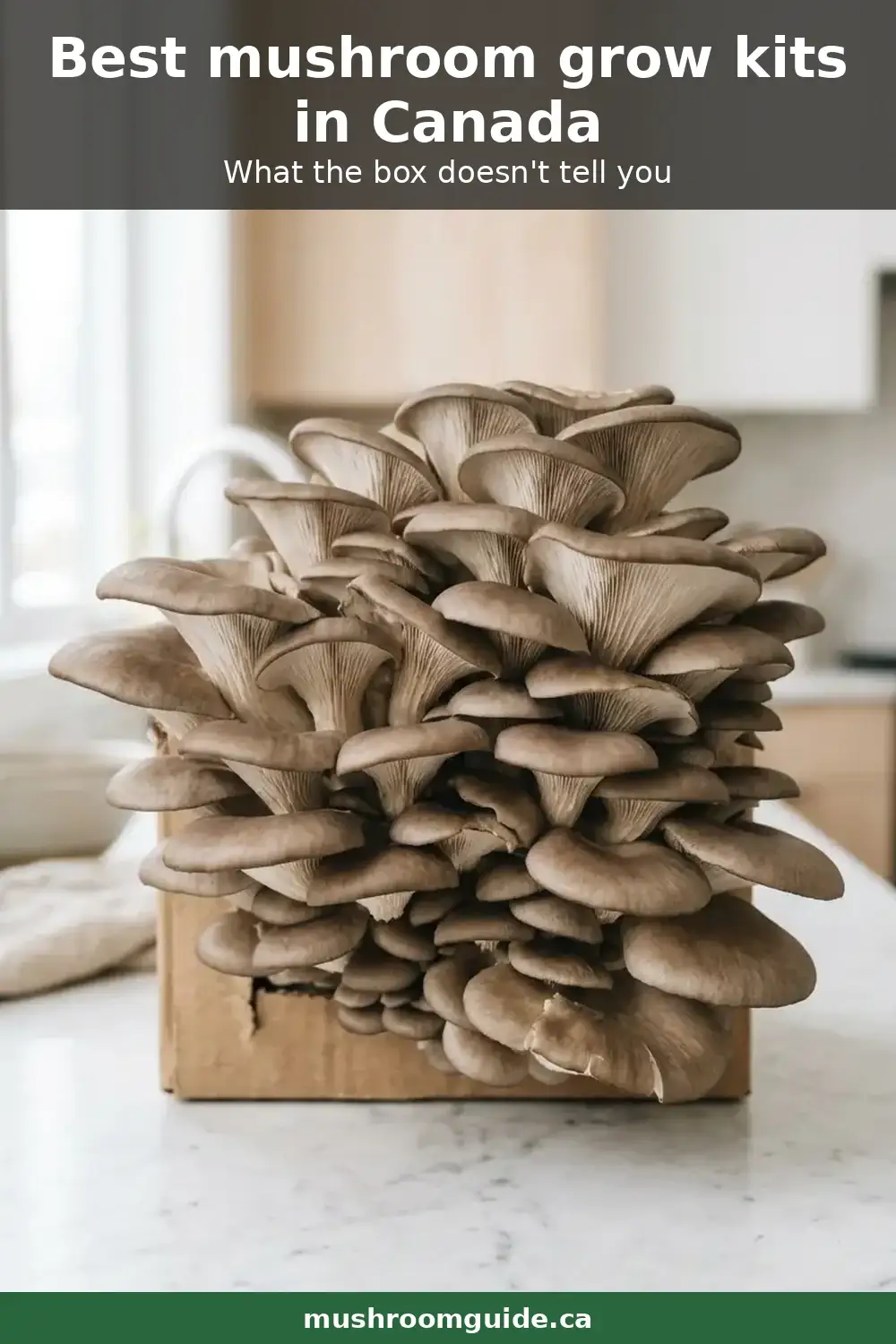 A cardboard oyster mushroom grow kit on a kitchen counter with a cluster fruiting from a slit in the side of the box.