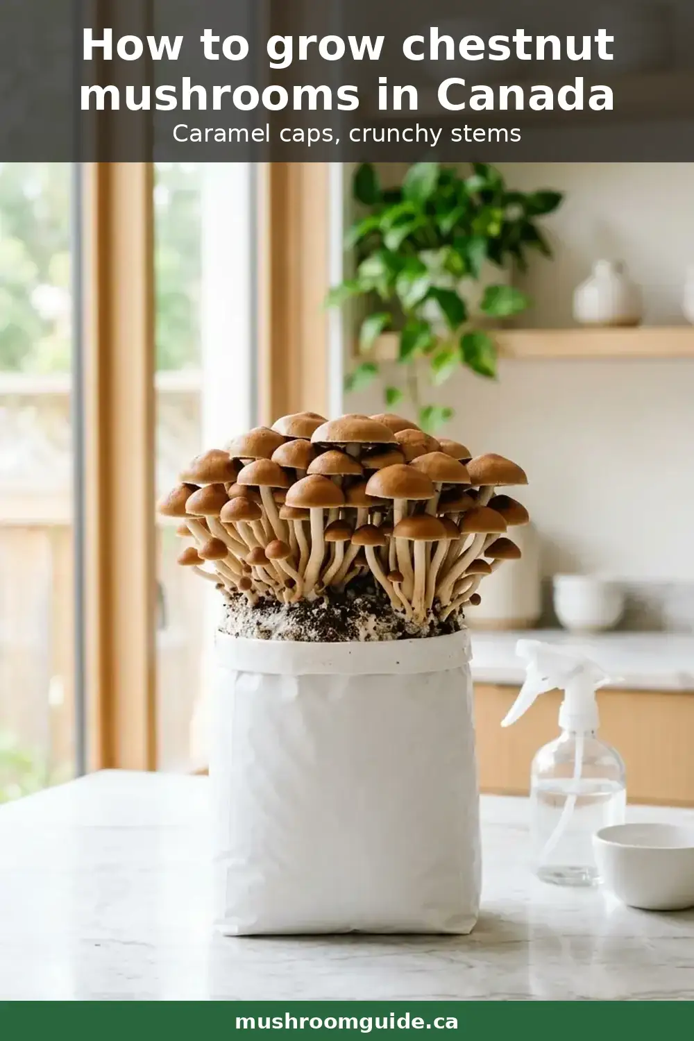 A dense cluster of cultivated chestnut mushrooms with caramel caps and slender stems, fruiting from the open top of a plain white substrate bag on a kitchen counter beside a mister.