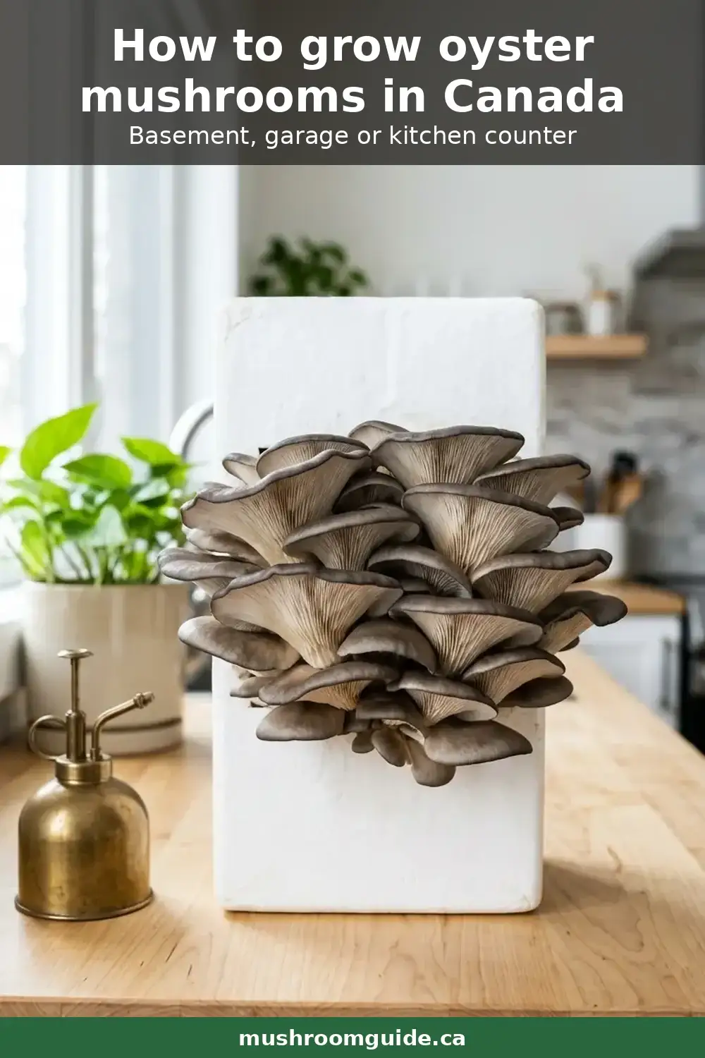 A large cluster of cultivated grey oyster mushrooms shelving out from the side of a plain white substrate block on a wooden kitchen counter, with a brass mister beside it.