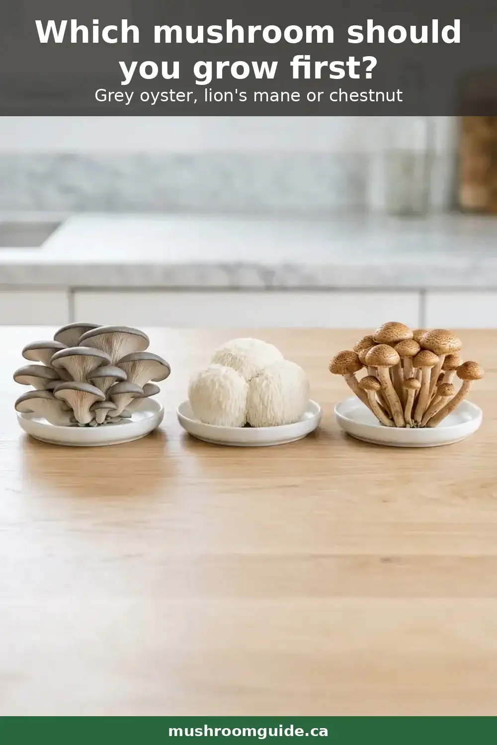 Grey oyster, lion's mane and chestnut mushrooms side by side on small white dishes on a wooden kitchen table, shown for comparison when choosing a first species to grow.
